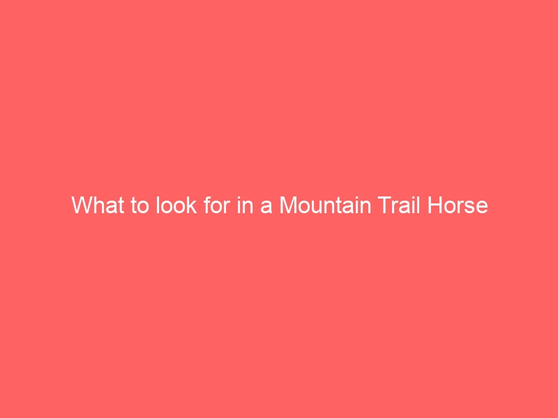 What to look for in a Mountain Trail Horse